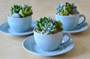 mini succulent unik mini succulent unik