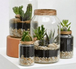 terrarium tanaman hias gift